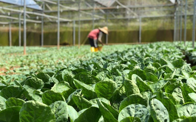 Benefits Of Crop Farming
